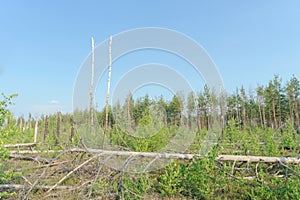 The wastelands from the forest fire in 2010 are overgrown with birches in central Russia