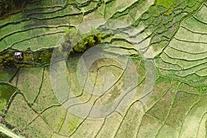 Wat Ban Wen rice fields in Nan province, Thailand