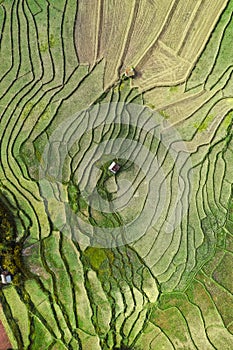 Wat Ban Wen rice fields in Nan province, Thailand