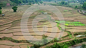 Wat Ban Wen rice fields in Nan province, Thailand