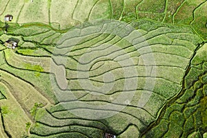 Wat Ban Wen rice fields in Nan province, Thailand