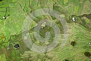 Wat Ban Wen rice fields in Nan province, Thailand