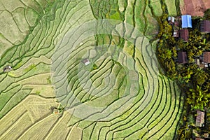 Wat Ban Wen rice fields in Nan province, Thailand