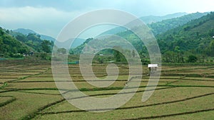 Wat Ban Wen rice fields in Nan province, Thailand