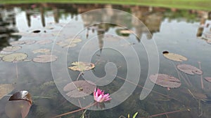 Wat Mahathat temple reflected in water