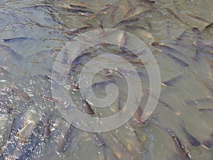 Wat Phanan Choeng Temple AYUTTHAYA THAILAND-01 MARCH 2019:People are going down to the waterfront to give food to fish in the