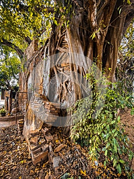 Wat Sai temple ruin covered by banyan tree roots, in Sing Buri Thailand