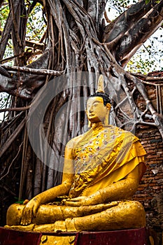 Wat Sai temple ruin covered by banyan tree roots, in Sing Buri Thailand