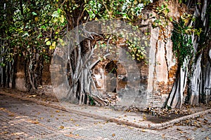 Wat Sai temple ruin covered by banyan tree roots, in Sing Buri Thailand