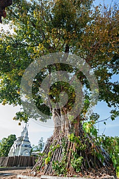 Wat Suan Dok, Chiang Mai