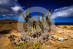 Wata mula on the Westpoint of Curacao photo