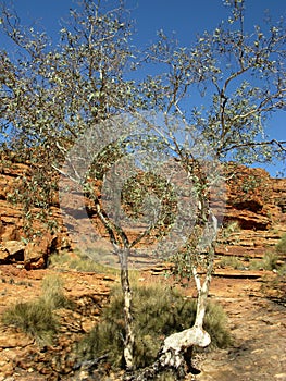 Watarrka National Park