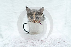 Watch as this small kitten balances their body on the edge of a white blank mug while engaging in playful antics