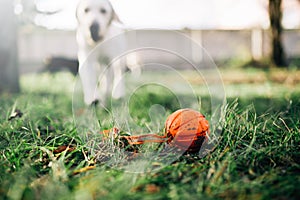 Watch dog finds a ball, training outdoor