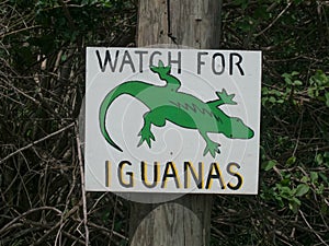 Watch for Iguanas Sign