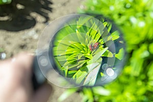 Watch through a magnifying glass for two mating bugs sitting on a plant in the garden