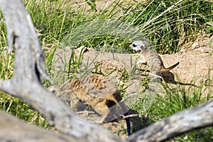 A family of meerkats got out of the hole early in the morning photo