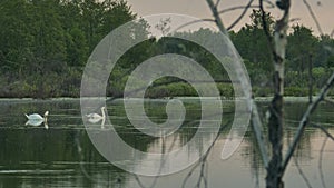 Watch wild swans on a forest lake through the branches of a dry tree