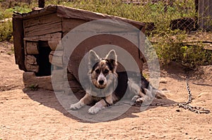 Watchdog. Dog on a chain and in a booth. Doghouse. Animals in the countryside.