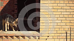 Watchdog stands on abandoned brick cottage windowsill