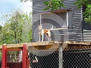 Watchdog taking care of his backyard.