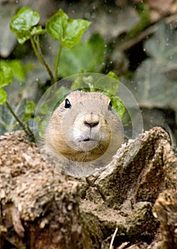 He that watches will win. photo