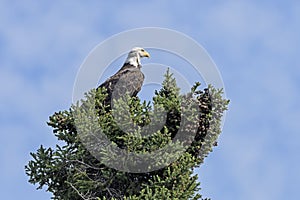 Watchful Bald Eagle in a Tree