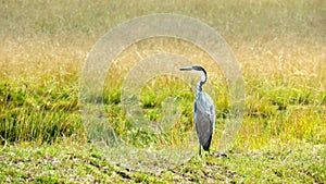 Watchful black-headed heron, Free State, South Africa