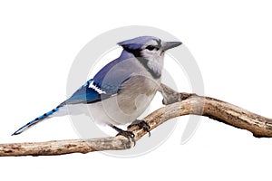 Watchful bluejay on a branch