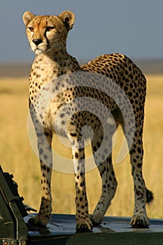 Watchful cheetah photo