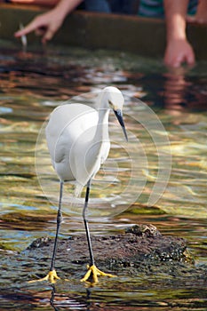 Watchful Crane Bird