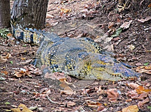 Watchful crocodile