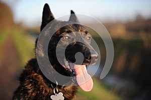 Watchful Dutch Shepherd