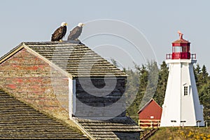 Watchful Eagles