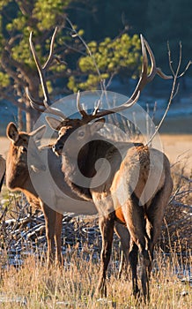 Watchful Elk Defending Herd