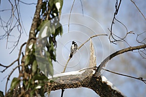 Watchful Female Downy Woodpecker