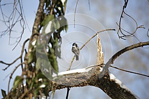 Watchful Female Downy Woodpecker
