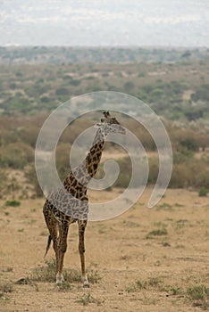 Watchful giraffe at Masai Mara