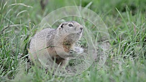 Watchful gopher