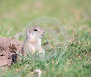 Watchful gopher