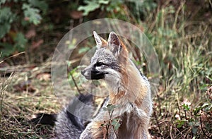 Watchful gray fox