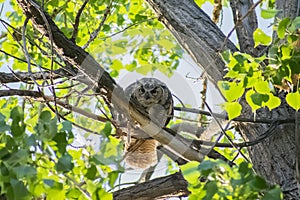 Watchful Great Horned Owl on Limb