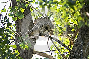 Watchful Great Horned Owl on Tree Branch