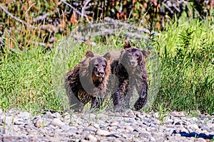 Despierto un oso hermanos 