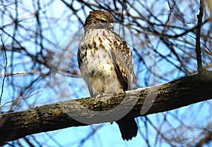 Watchful Hawk