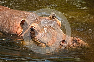 Watchful Hippo