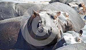 Watchful hippo