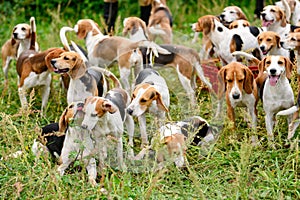 Watchful hunting dogs, hunter hounds, beagle dogs, beagle hounds waiting for hunt