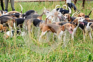 Watchful hunting dogs, hunter hounds, beagle dogs, foxhounds waiting for hunt