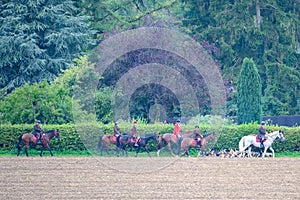 Watchful hunting dogs, hunter hounds, beagle dogs, pack of hounds walking between horses and riders